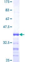 Human IPP2 / PPP1R2 Protein (Recombinant GST, N-terminus)
