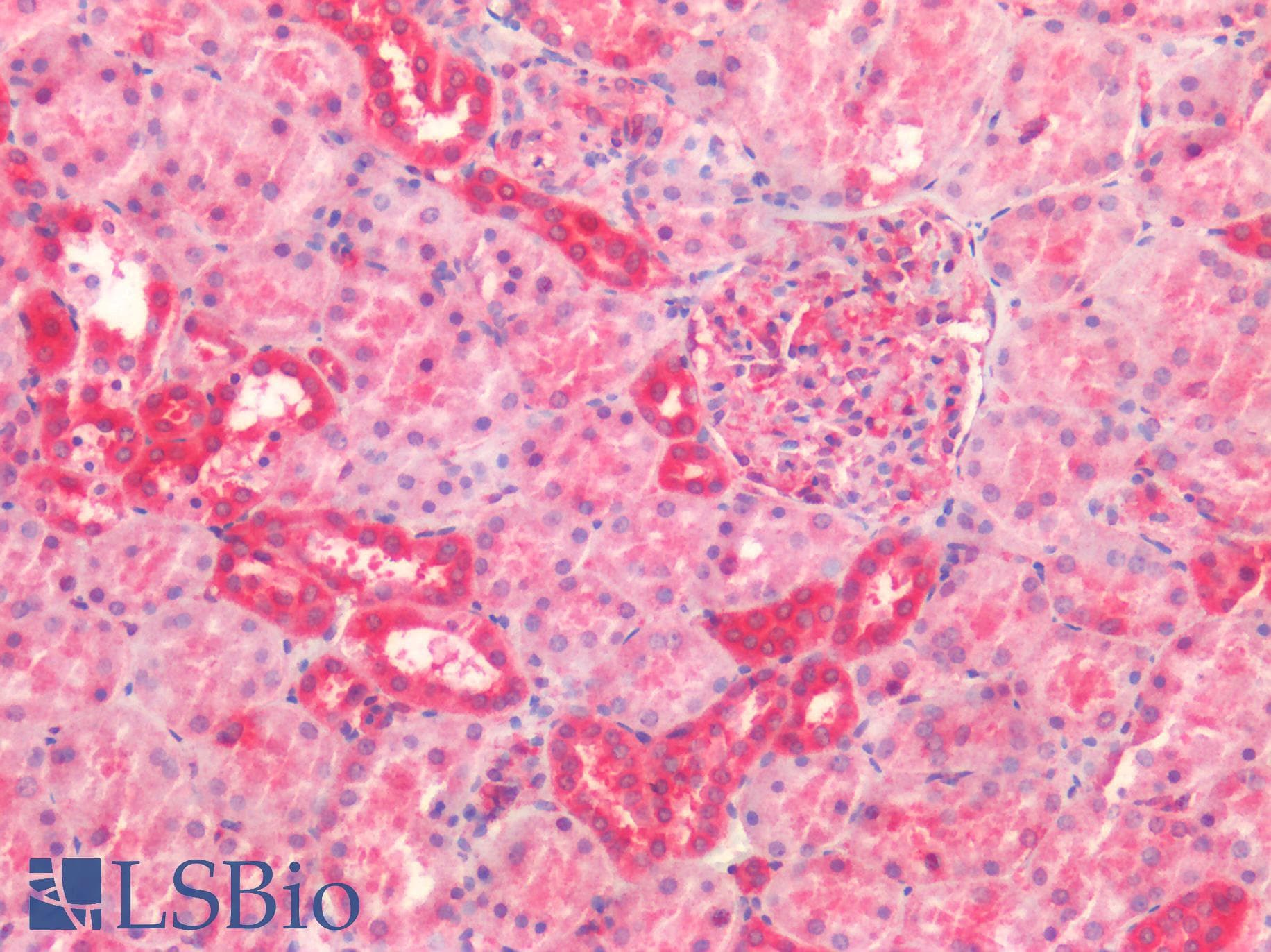 PathPlus™ Kinesin Heavy Chain / KIF5B Antibody (aa951-963)