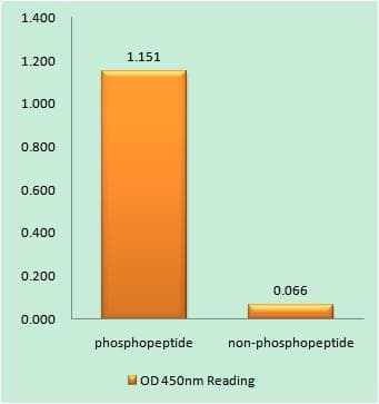 S1PR1 / EDG1 / S1P1 Antibody (phospho-Thr236)