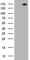 NEFH / NF-H Antibody (aa778-1020, clone OTI10A7)