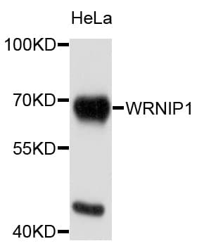 Polyclonal Rabbit anti-Human WRNIP1 / WHIP Antibody (WB)