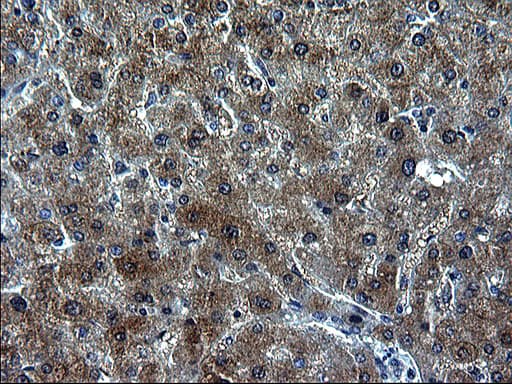 ZFAND3 / TEX27 Antibody (clone OTI1G7)