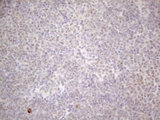 MALT1 Antibody (clone OTI3A2)
