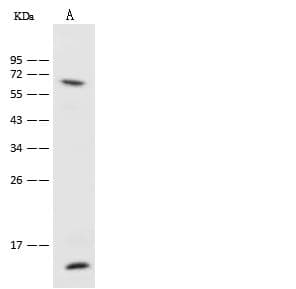 Vimentin Antibody