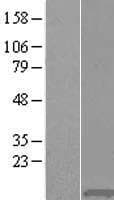 HIST1H4A Protein (Over-Expression Lysate Myc-DDK (Flag))