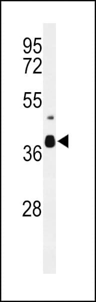 C3orf58 Antibody (aa159-188)
