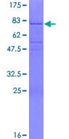 Human TCF7 Protein (Recombinant GST)