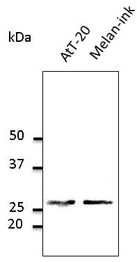IHC-plus™ Polyclonal Goat anti-Mouse RAB27A / RAB27 Antibody (C-Terminus, IHC, IF, WB)