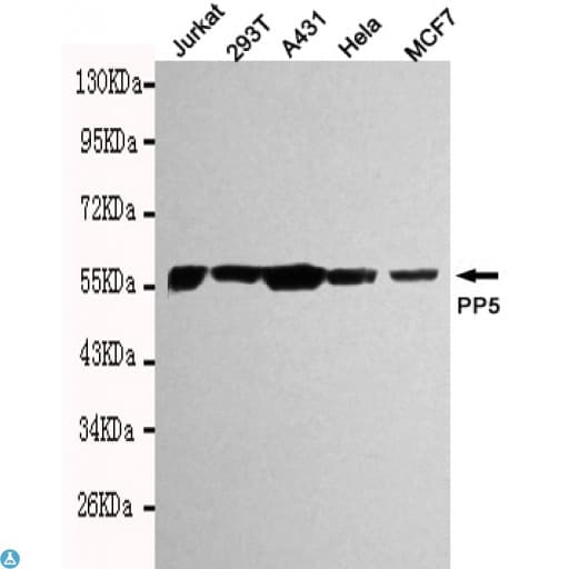 PPP5C Antibody