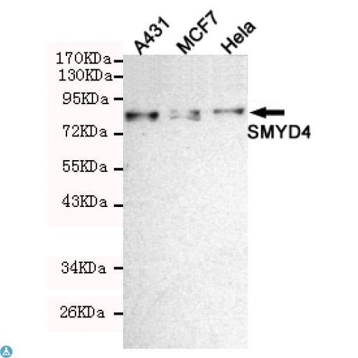 Monoclonal Mouse anti-Human SMYD4 Antibody (WB)