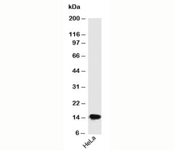 SUMO2 + SUMO3 Antibody (clone SM23/496, Ready-to-Use)