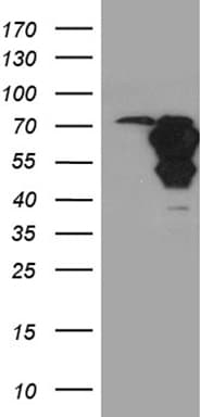 WASL / N-WASP Antibody (clone OTI2H5, Carrier-free)