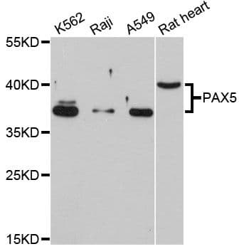 PAX5 Antibody