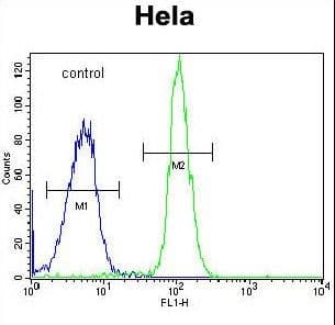 ADPRHL2 Antibody (aa87-114)