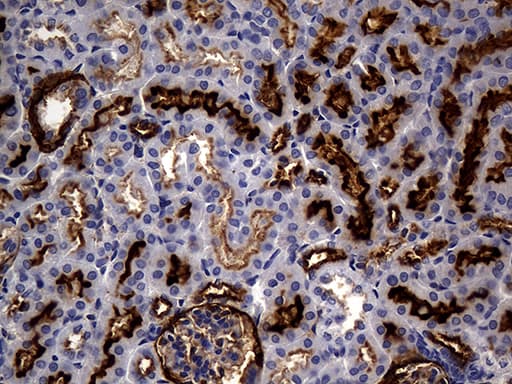 MME / CD10 Antibody (aa411-750, clone UMAB235)