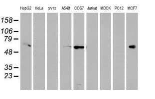 EPN2 Antibody (clone OTI1F5)