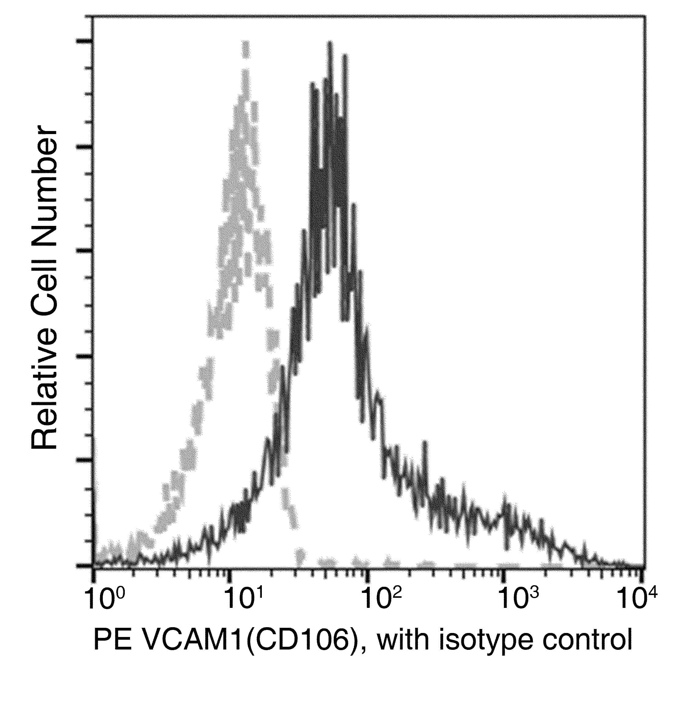 VCAM1 / CD106 Antibody (clone 049, PE)