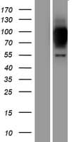 ZNF341 Protein (Over-Expression Lysate Myc-DDK (Flag))