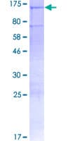 Human ADGRF3 / GPR113 Protein (Recombinant GST)