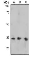 FOSB Antibody