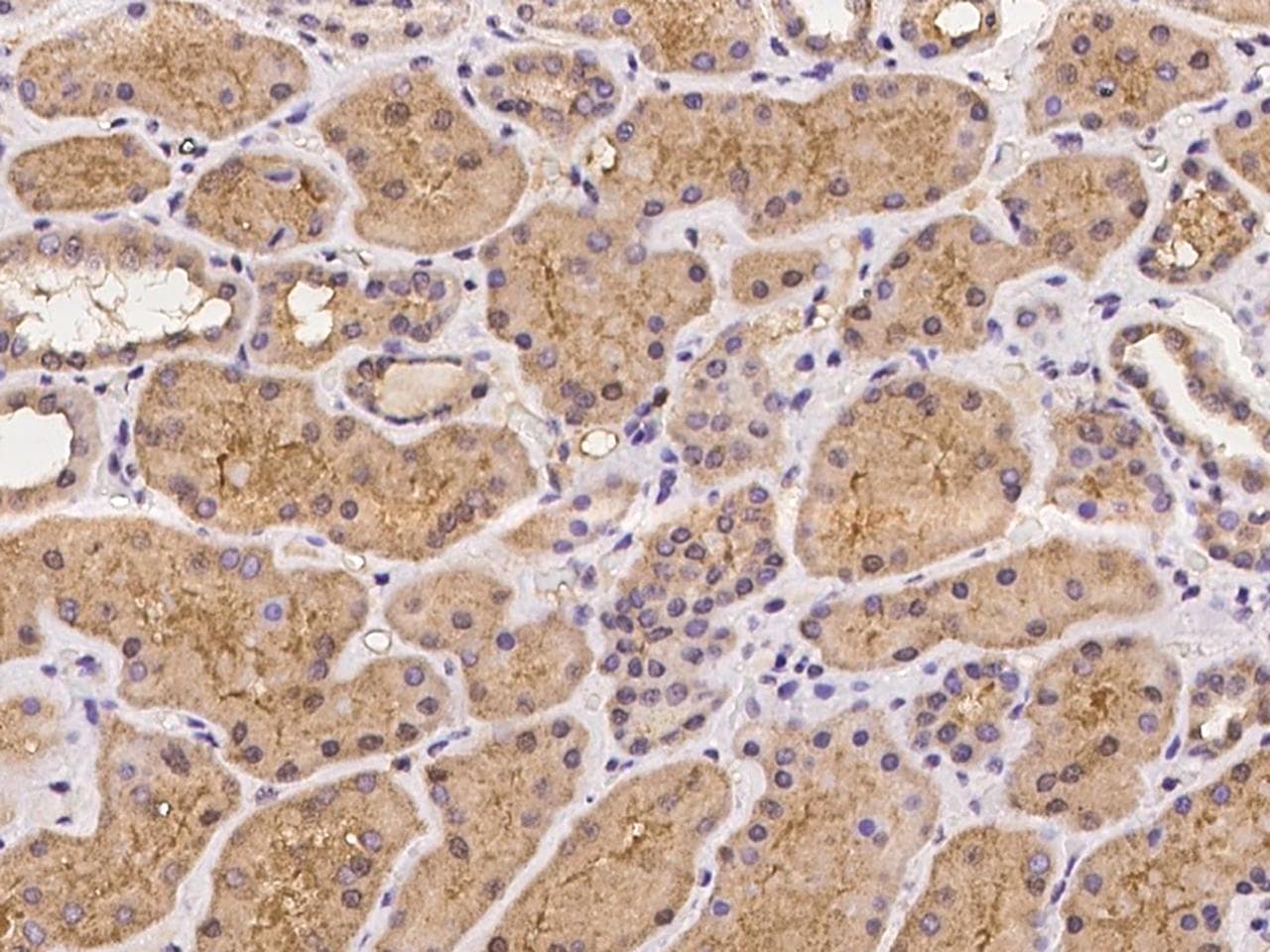 IPAF / NLRC4 Antibody