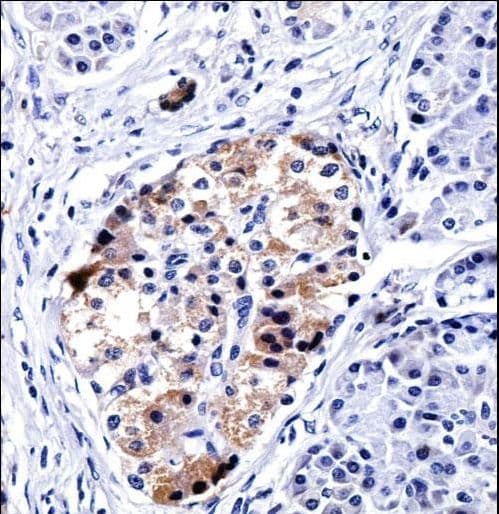 VAMP3 / VAMP-3 Antibody (aa15-43)