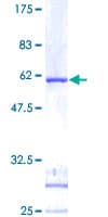 Human IDI1 / IPP1 Protein (Recombinant GST)