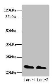 IHC-plus™ KRAS Antibody (aa2-168)