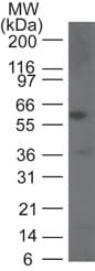 CASP9 / Caspase 9 Antibody (aa188-206)