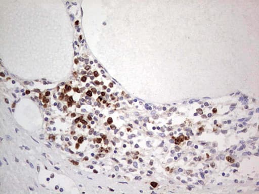 PCNA Antibody (clone OTI13G4)