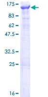 Human PIK3C3 / VPS34 Protein (Recombinant GST)