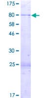 Human PI4K2A / PI4KII Protein (Recombinant GST)