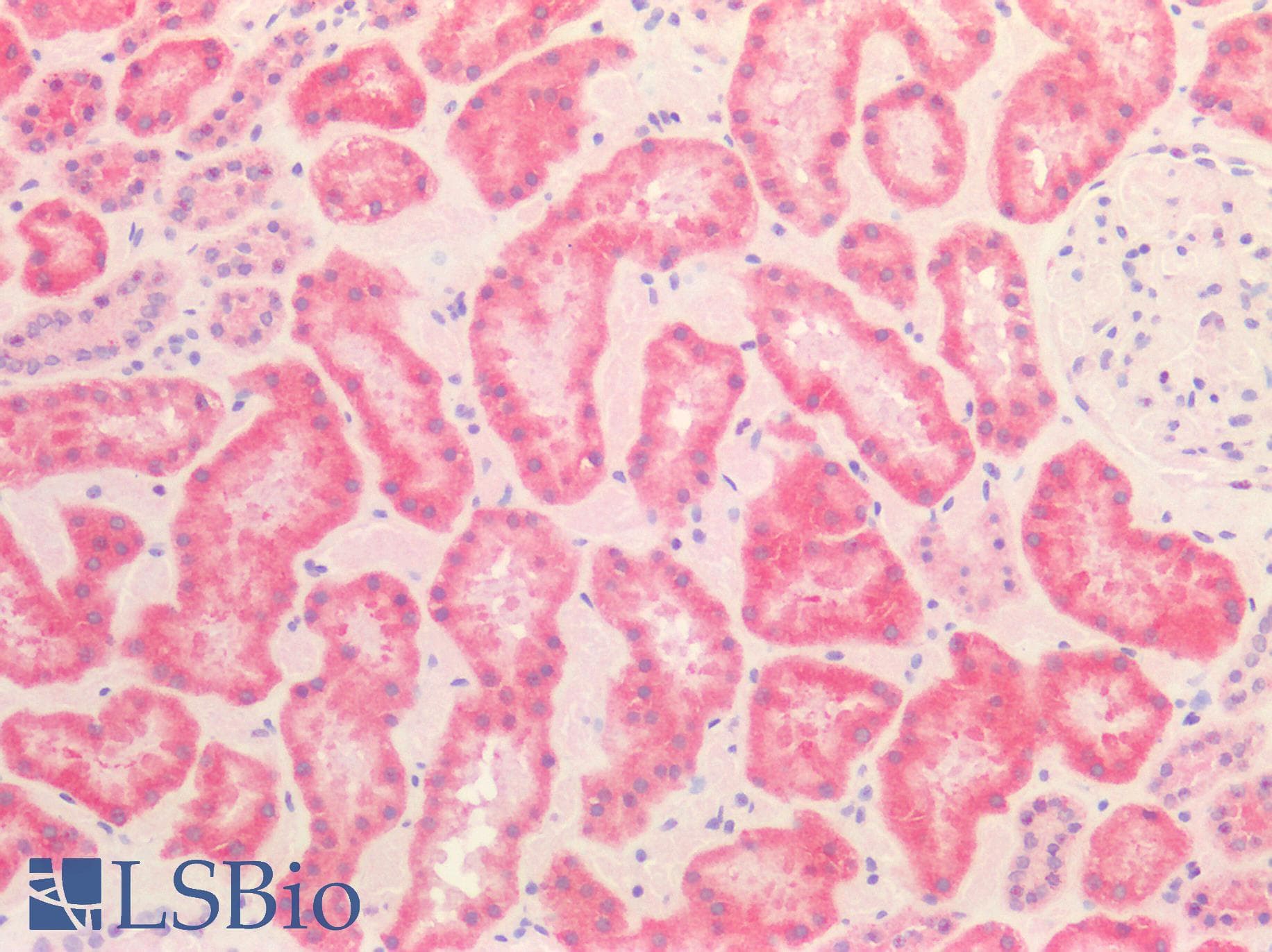 IHC-plus™ DLAT / PDC-E2 Antibody