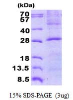 Human GOSR2 / Membrin Protein (Recombinant His)