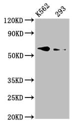 ALK3 / BMPR1A Antibody (aa177-532)