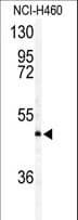 AMID / AIFM2 Antibody (aa205-233)