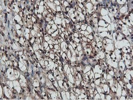 AKT1 Antibody (clone OTI4G4)