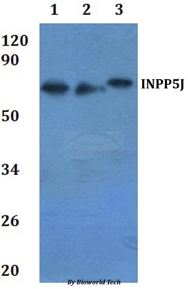 INPP5J / PIB5PA Antibody