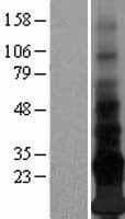 ENHO / Adropin Protein (Over-Expression Lysate Myc-DDK (Flag))