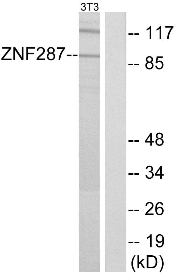 ZNF287 Antibody