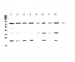 MRE11A / MRE11 Antibody