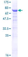Human RRAGD Protein (Recombinant GST)