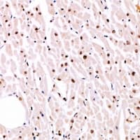 MITF Antibody