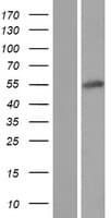 Human MSANTD2 / C11orf61 Protein (Over-Expression Lysate Myc-DDK (Flag))