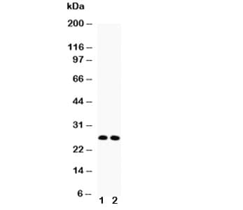 VEGF Antibody (aa27-191)