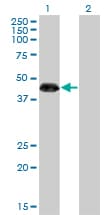 ZNF3 Antibody (clone 1F7)