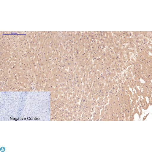 CST3 / Cystatin C Antibody