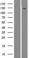 MAMDC4 Protein (Over-Expression Lysate Myc-DDK (Flag))