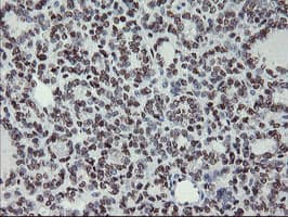 MLF1 Antibody (clone OTI3A3)