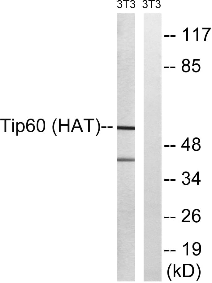 KAT5 / TIP60 Antibody (aa56-105)